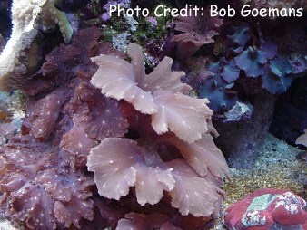  Sinularia dura (Scalloped Leather Coral, Cabbage Coral, Flat Leather Coral, Lobed Leather Coral, Leaf Leather Coral)