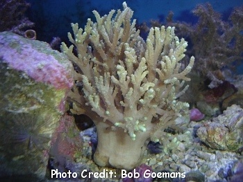  Sinularia notanda (Fingered Leather Coral)
