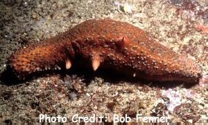  Stichopus parvimensis (Warty Sea Cucumber)