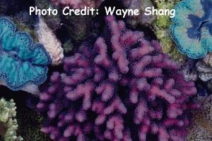  Stylophora pistillata (Cluster Coral, Smooth Cauliflower Coral, Cat’s Paw)