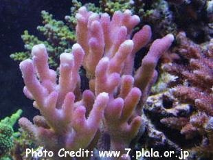  Stylophora subseriata (Brush Coral, Club Finger Coral)
