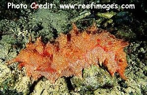  Thelenota rubralineata (Redline Sea Cucumber)