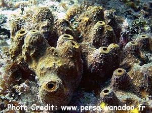  Verongula rigida (Pitted Sponge)