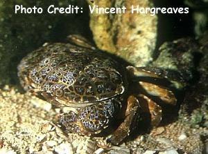  Zoisimus aenus (Crested Reef Crab)